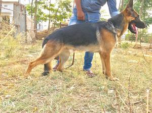 Black And Brown German Shepherd