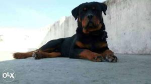 Black And Mahogany Rottweiler Dog