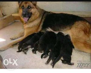 Black And Red German Shepherd Dog With Puppies