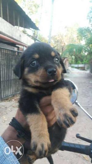 Black And Tan Rottweiler Puppy
