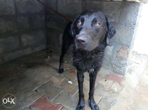 Black Dog In Bengaluru