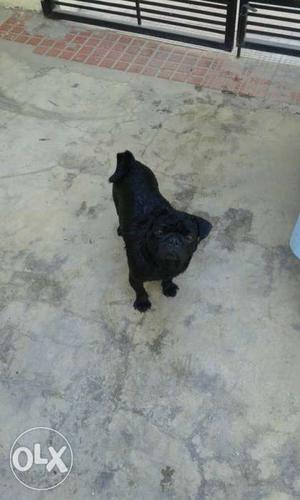 Black Pug In Khanna