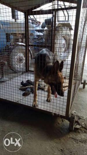 Black-and-fawn German Shepherd Puppie