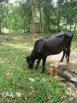 Black cow available