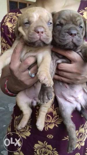 Body x puppies for sale in malerkotla