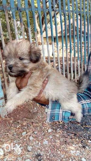 Brown Lhasa Paso puppies for sale
