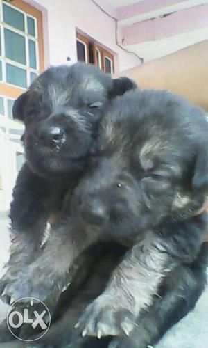 Brown-and-grey Long Coated Puppies