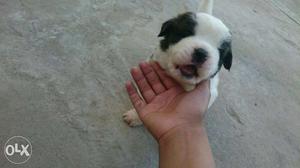 Brownish-white Saint Bernard Puppy