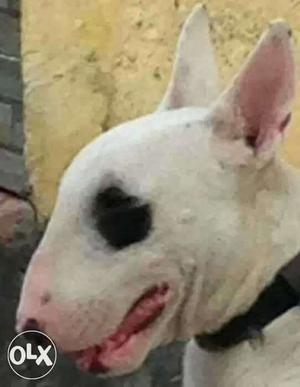 Bullter Daball parot nose dog for stad