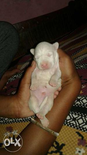 Bully baltair 2 pupp male for sale