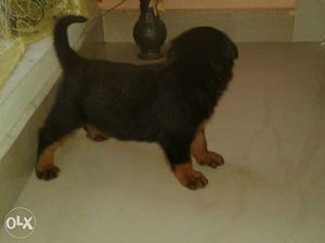 CH lineage heavy born size male ad female available