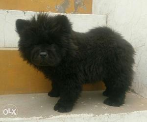 Chow chow black male puppy available