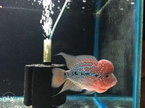 Compilation grade flowerhorn