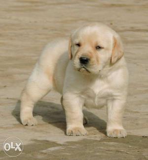 Cutest labrador puppies for sell contact fast08