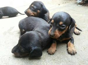 Dash Female Puppies Available. Black & Tan