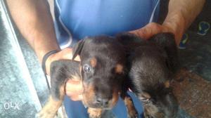 Doberman Pups available call now contact number show in add
