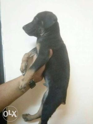 Doberman male pup