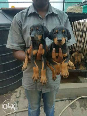 Doberman puppies with vaccinations