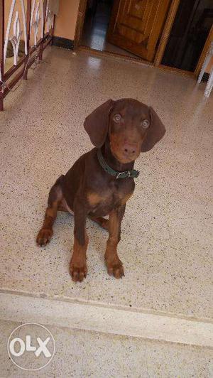 Doberman puppy 4 months aged vaccinated till date