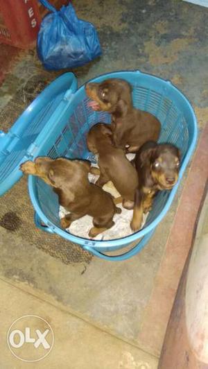 Doberman puppy brown with good bloodline lot or