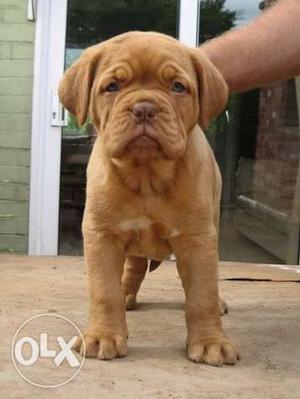 Dog KENNEL in Very Best French mastiff puppies for selll