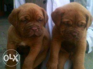 Dog kennel in French mastiff puppies quality top qualityGud