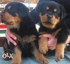 Dog kennel in Rottweile puppy very Gud Best Linges Imported