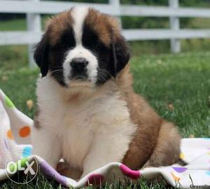 Dog kennel in Saint bernrad puppies male quality top quality