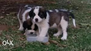 Dog kennel in Saint bernrad puppies quality top quality