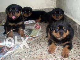 Dog kennel in Very Best Rottweiler puppies super very
