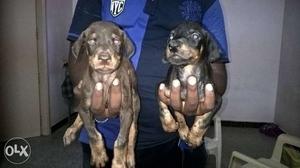 Doperman puppys available