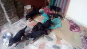 Eight Short Coat Black-and-chocolate Puppies