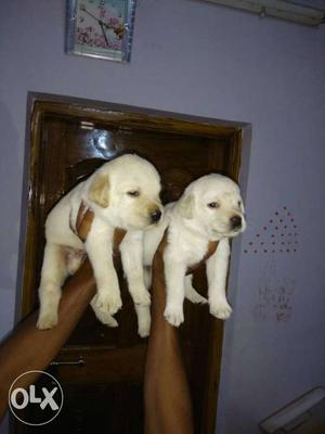 Excellent quality Labrador puppies available