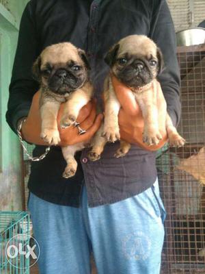 Extra ordinary quality pug puppies available in akota