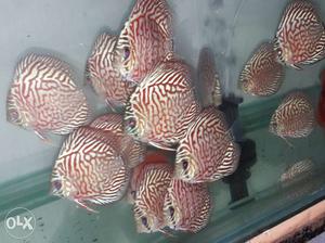 Extreme Malaysian discus available..hurry more