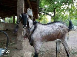 Female goat with long ears