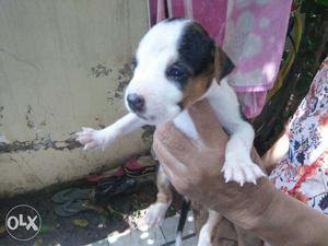 Female pup pit bull tirer low price