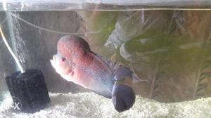 Flower horn fish and 3x1.5x1 fish tank sale