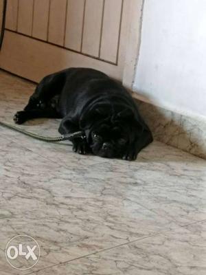 For matting Pug male black clr available for mating
