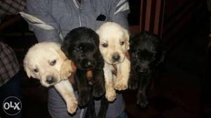 Four Black And White Coated Puppies