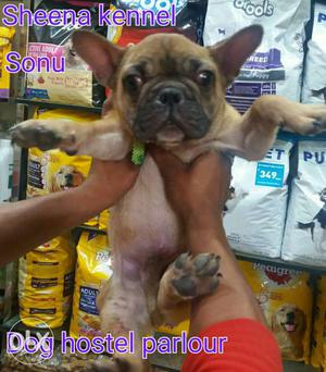 French bulldog male pup 3 months full vaccinated