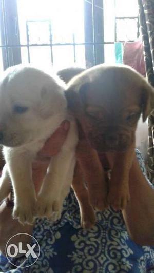 French mastiff and labradour puppies available