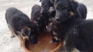 German Shepherd Puppies 100% Breed Guarantee.
