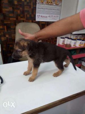 German Shepherd Puppy