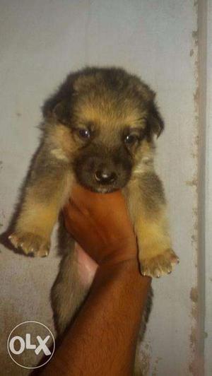 German pups available good quality contact number show in