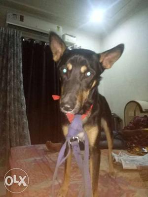 German shepherd mix breed 16 months old with