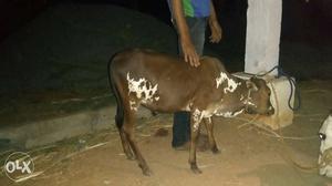 Ghena// shortest cow only 26 inches 3.5 year age