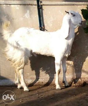 Goats In Jamshedpur