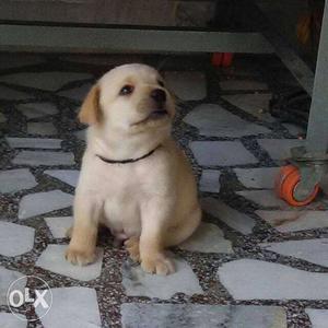 Golden Labrador Puppy