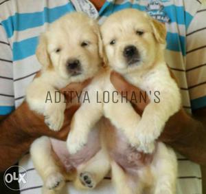Golden Retriever Puppies Available For Loving Homes.